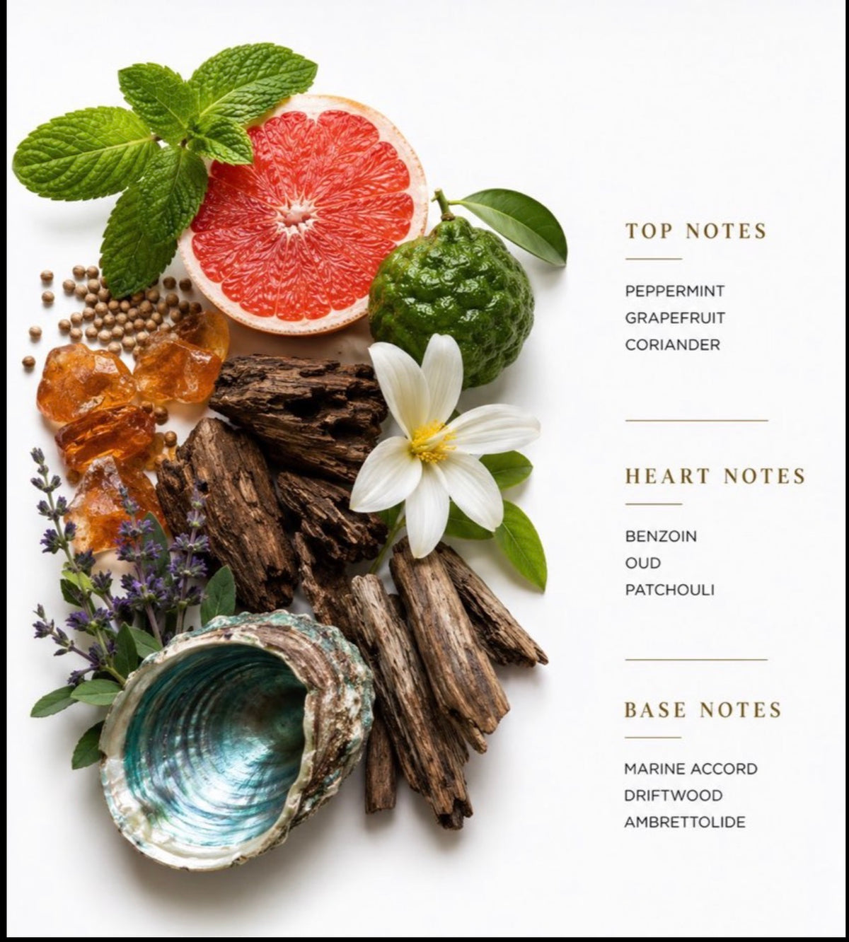 Palm Cove EDP 100ml By Kanz